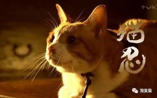 哥斯达黎加惊爆新闻，一只猫走私毒品被抓获
